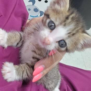 Josie -  Domestic Short Hair Cat for Adoption in Marble, North Carolina - Josie | PetCurious