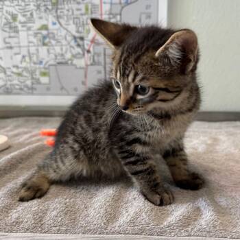Bull by the Horns -  Domestic Short Hair Cat for Adoption in Mankato, Minnesota - Bull By The Horns | PetCurious