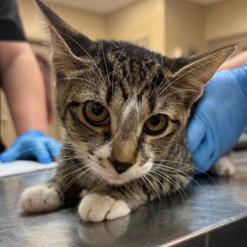 Wonkie -  Domestic Short Hair Cat for Adoption in Birmingham, Alabama - Wonkie | PetCurious