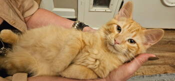 Rescue Domestic Medium Hair Cats for Adoption in Nashville, Tennessee - Tater Tot | PetCurious