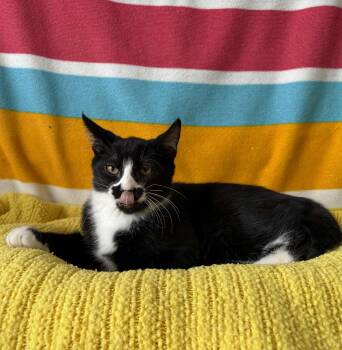 Rescue American Shorthair Cats for Adoption in Barboursville, West Virginia - Bandit | PetCurious