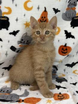 261489  Mason -  Domestic Short Hair Cat for Adoption in Wetumpka, Alabama - 261489  Mason | PetCurious
