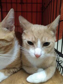 Domestic Short Hair Cats Available for Adoption in Palm Coast, Florida - Cinnamon | PetCurious