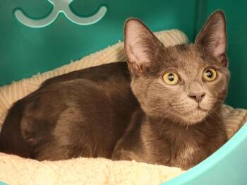 Rescue Domestic Short Hair Cats for Adoption in Sterling, Virginia - Dumplin | PetCurious