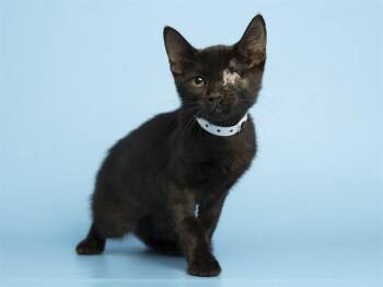 COAL -  Domestic Medium Hair Cat for Adoption in Phoenix, Arizona - COAL | PetCurious