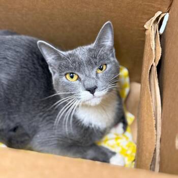 Domestic Short Hair Cats Available for Adoption - Pixie | PetCurious