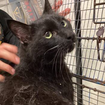 Bear -  Domestic Short Hair Cat for Adoption in San Gabriel, California - Bear | PetCurious