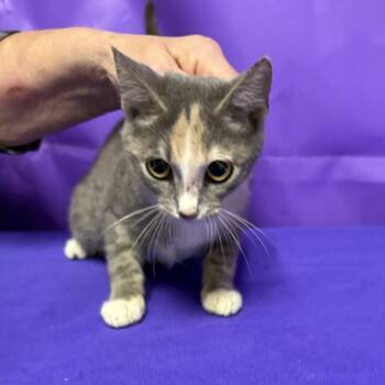 Frenchie -  Domestic Short Hair Cat for Adoption in North Myrtle Beach, South Carolina - Frenchie | PetCurious