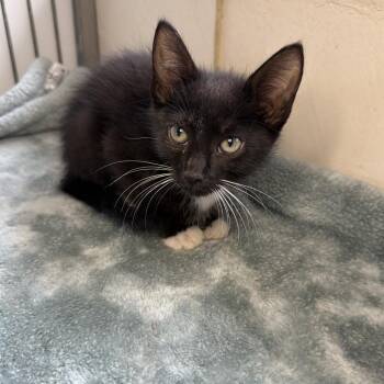 Spice -  Domestic Short Hair Cat for Adoption in Goleta, California - Spice | PetCurious