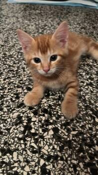 Rescue Domestic Medium Hair Cats for Adoption in Naranjito, Naranjito - Peaches | PetCurious