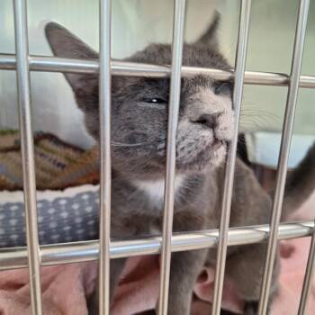 Domestic Short Hair Cats Available for Adoption in Attica, New York - Candy | PetCurious