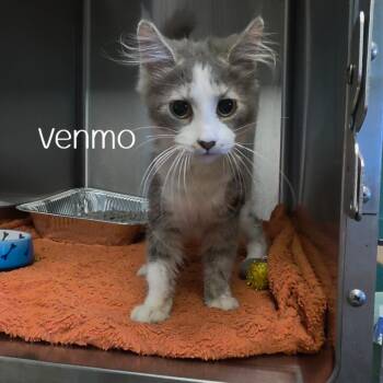 Venmo -  Domestic Medium Hair Cat for Adoption in Parkersburg, West Virginia - Venmo | PetCurious