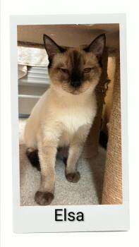 Elsa -  Domestic Short Hair Cat for Adoption in Caistor Centre, Ontario - Elsa | PetCurious