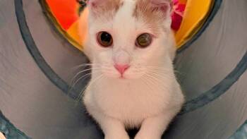 Cassiopia -  Domestic Short Hair Cat for Adoption in Garner, North Carolina - Cassiopia | PetCurious