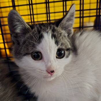 Rescue Domestic Short Hair Cats for Adoption in Grantsville, Utah - Ash | PetCurious