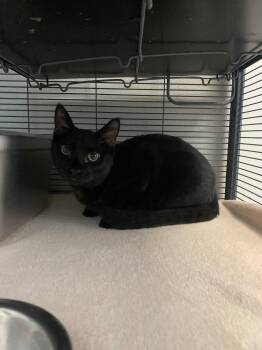 Mookie * DECLAWED* -  Domestic Short Hair Cat for Adoption in Sanford, Florida - Mookie * DECLAWED* | PetCurious