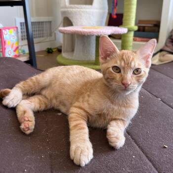 Queso -  Domestic Short Hair Cat for Adoption in Escondido, California - Queso | PetCurious