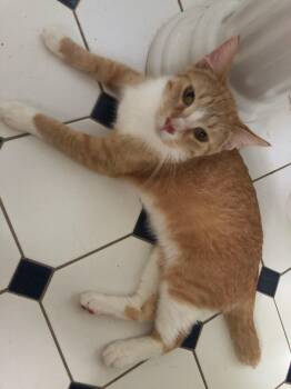 Rescue American Shorthair and Maine Coon Cats for Adoption in Mound, Minnesota - Shorty Pants | PetCurious