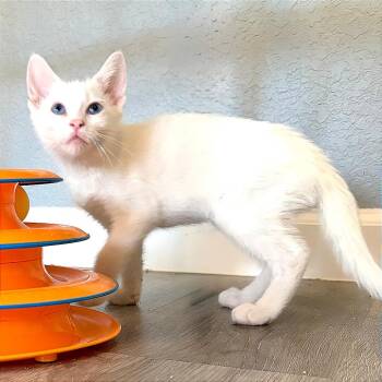 A1046789 Yuki -  Domestic Short Hair Cat for Adoption in Pleasant Hill, California - A1046789 Yuki | PetCurious