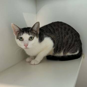 Margarita -  American Shorthair Cat for Adoption in Bethel, Connecticut - Margarita | PetCurious