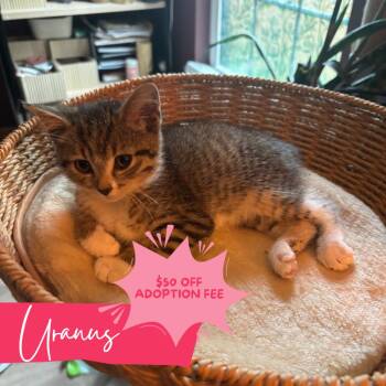 Sailor Uranus -  Domestic Short Hair Cat for Adoption in Chattanooga, Tennessee - Sailor Uranus | PetCurious