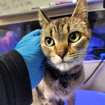 Domestic Short Hair Cats Available for Adoption in Pueblo, Colorado - LILLITH | PetCurious