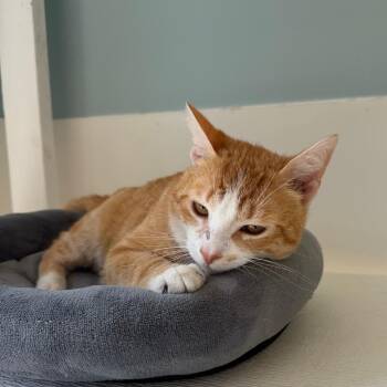Big Cheese -  Domestic Short Hair Cat for Adoption in Riverwoods, Illinois - Big Cheese | PetCurious