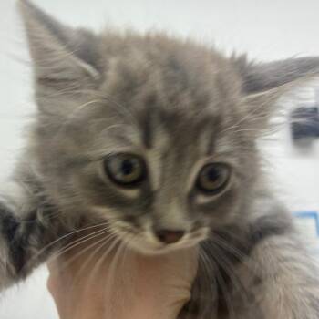 Domestic Medium Hair Cats Available for Adoption in Corpus Christi, Texas - Milan | PetCurious