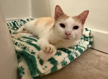 Detective John Munch -  Domestic Short Hair Cat for Adoption in Philadelphia, Pennsylvania - Detective John Munch | PetCurious