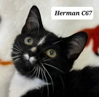 Herman -  Domestic Short Hair Cat for Adoption in Morganton, North Carolina - Herman | PetCurious