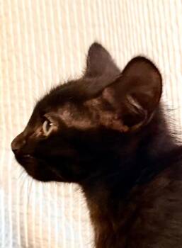 Cinder -  Domestic Short Hair Cat for Adoption in New York, New York - Cinder | PetCurious