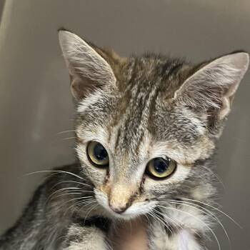 Tara -  Domestic Short Hair Cat for Adoption in Yuma, Arizona - Tara | PetCurious