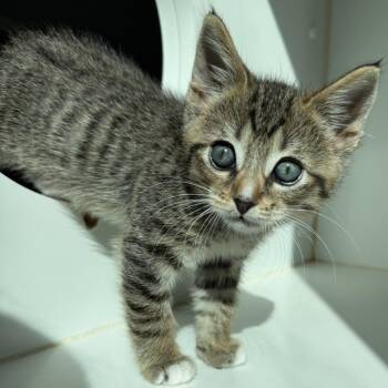 Remi (bonded w/ Merlin) -  Domestic Short Hair Cat for Adoption in Oakland, California - Remi (bonded W/ Merlin) | PetCurious