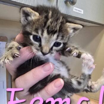 Olivia -  Domestic Short Hair Cat for Adoption in Wickenburg, Arizona - Olivia | PetCurious