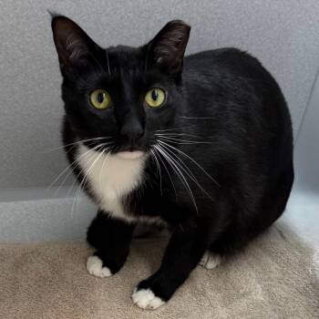 James Bond -  Domestic Short Hair Cat for Adoption in Pittsburgh, Pennsylvania - James Bond | PetCurious