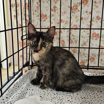 Inky -  Tortoiseshell and Domestic Short Hair Cat for Adoption in Searcy, Arkansas - Inky | PetCurious