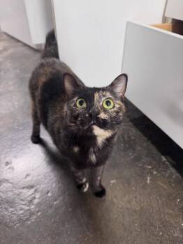 Domestic Short Hair Cats Available for Adoption in Levittown, Pennsylvania - Jack-In-The-Box | PetCurious