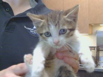 SCOOTER -  Domestic Short Hair Cat for Adoption in Sacramento, California - SCOOTER | PetCurious