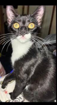 Bonnie -  Domestic Short Hair Cat for Adoption in Cary, North Carolina - Bonnie | PetCurious