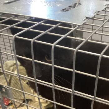 Domestic Short Hair Cats Available for Adoption in Montgomery, Alabama - BURBANK | PetCurious