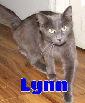 5493 Lynn -  Russian Blue Cat for Adoption in Lawrenceburg, Kentucky - 5493 Lynn | PetCurious
