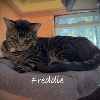Rescue Domestic Short Hair Cats for Adoption in Tulsa, Oklahoma - Freddie | PetCurious