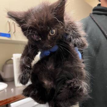 Temperance -  Domestic Medium Hair Cat for Adoption in Columbus, Georgia - Temperance | PetCurious