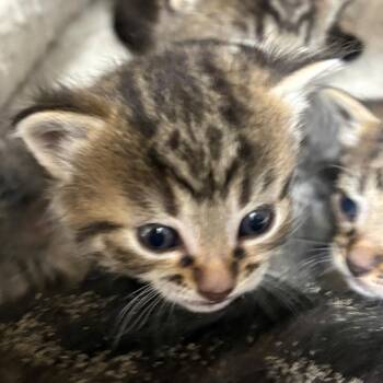 Fresca -  Domestic Short Hair Cat for Adoption in Chehalis, Washington - Fresca | PetCurious