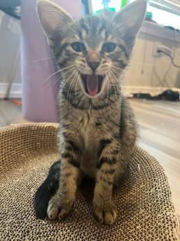 Feldspar -  Domestic Short Hair Cat Available for Adoption in North Brunswick Township, New Jersey - Feldspar | PetCurious