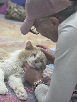 Domestic Long Hair Cats Available for Adoption in Norwich, Connecticut - McSteamy - CT RESIDENTS ONLY | PetCurious