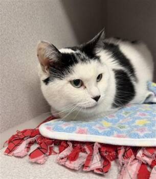 BLUEBELL -  Domestic Short Hair Cat for Adoption in Omaha, Nebraska - BLUEBELL | PetCurious