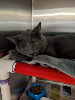 Speedy -  Domestic Short Hair Cat for Adoption in Cincinnati, Ohio - Speedy | PetCurious
