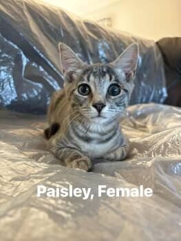 Rescue American Shorthair Cats for Adoption in Elmira, New York - Paisley | PetCurious