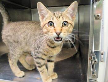 MUSHROOM -  Domestic Short Hair Cat for Adoption in Oklahoma City, Oklahoma - MUSHROOM | PetCurious